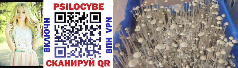 Купить где  Александров  Псилоцибиновые грибы Psilocybine cubensis 